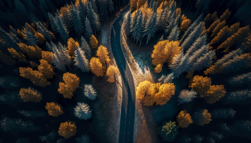 road-car-forest-top-view-1.jpg road-car-forest-top-view-1.jpg